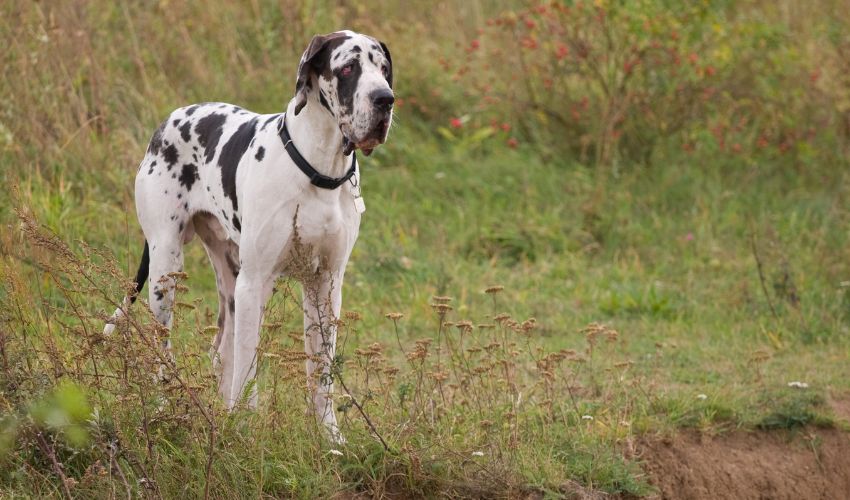 Ultimate Guide to Basset Bleu de Gascogne Feeding and Nutrition Essentials