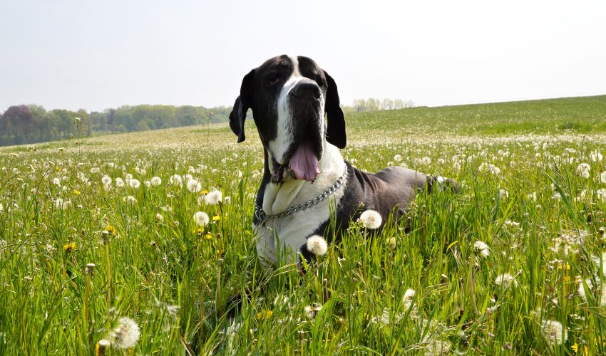 Uncovering the History of the Rare Basset Fauve de Bretagne Breed